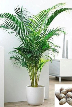 homeagro-areca-palm-plant-5-seeds-