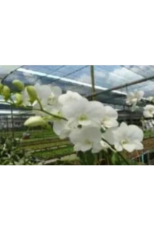 dendrobium-airy-white