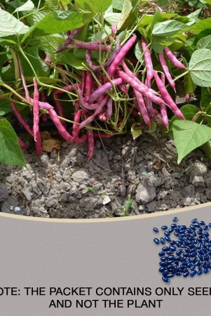 recron-seeds-creeper-bean-vegetable-15-seeds-