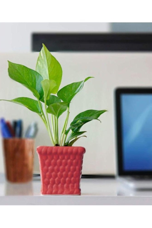 ugaoo-honeycomb-ceramic-pot-red