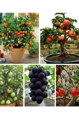 dwarf-fruit-seeds-combo-orangeapple-grape-pomegranate-guava-5-seeds-each-150gm-growing-soil-instruction-manual-inside-package