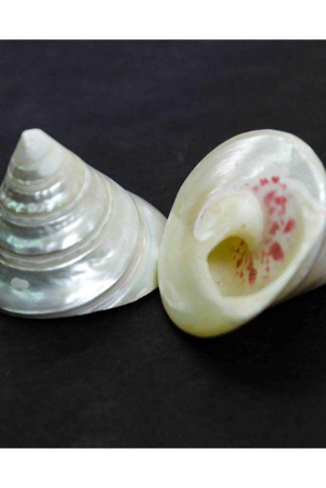 the-holy-mart-moti-shankh-conch