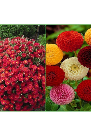 sky-star-agro-seeds-combo-chrysanthemum-mix-flower-50-seed-and-dahlia-mixed-flower-25-seeds-