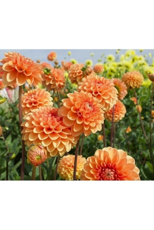 hn-organic-seed-dahlia-mixed-flower-25-seeds-