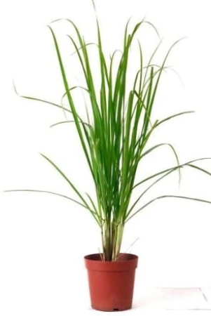 nsc-lemon-grass-live-sapling