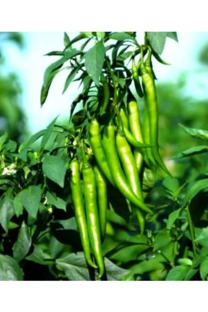 chilli-g-4-long-desi-vegetable-seeds-100-seed