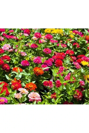 hn-organic-seed-zinnia-mixed-flower-20-seeds-