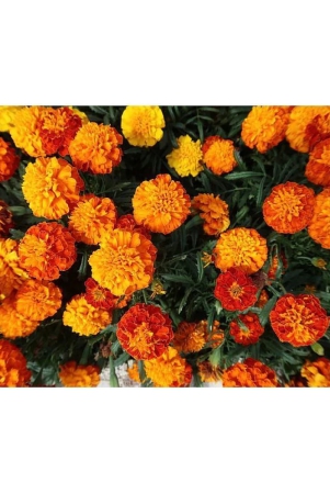 homeagro-marigold-flower-50-seeds-