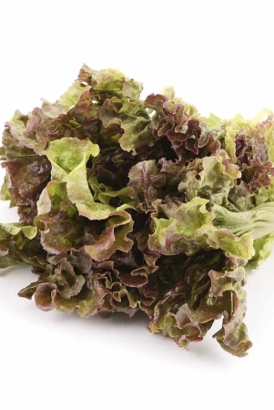 salad-veggies-lettuce-oakleaf-red-1-kg