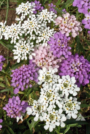 candytuft-mi-x-type-30-seeds-pack-with-free-cocopeat-and-user-manual