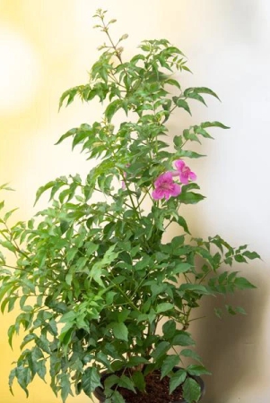 tecoma-pink-vine-flower-plant