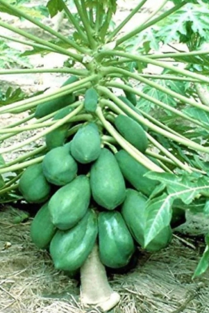 homeagro-papaya-fruit-50-seeds-