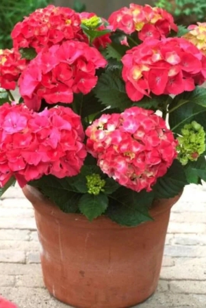 hybrid-hydrangea-plant-for-gardening