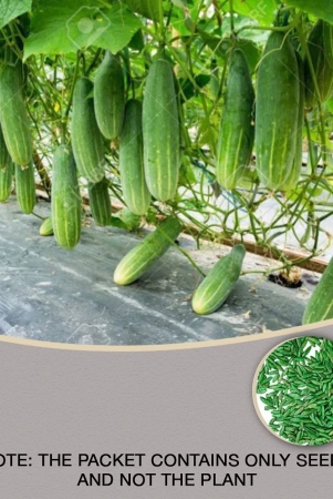 cucumber-pack-of-50-seeds