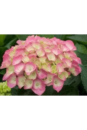 hybrid-hydrangea-plant