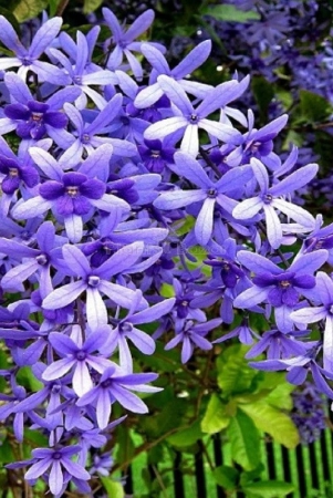 neel-moni-lota-flower-plant-petrea-volubilis-volubilis