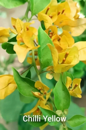 chili-yellow-bougainvillea-flowers-plant