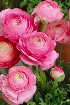 ranunculus-pink-color-flower-bulb