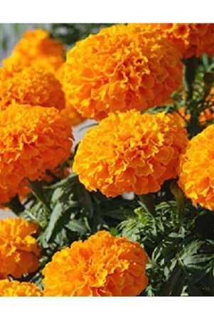 genda-phool-narangi-marigold-orange-pack-of-50-seeds