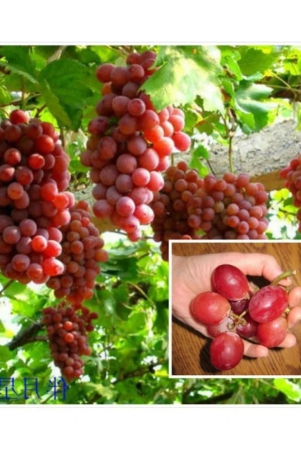 creative-farmer-seeds-for-container-garden-green-grape-fruit-vine-vitis-vinifera-seeds-fruit-plant-seeds-for-outdoor-kitchen-garden-bonsai-suitable-fruit-seeds-pack