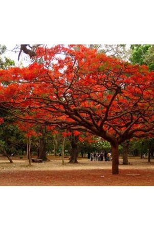 ohhsome-royal-poinciana-gulmohar-tree-seeds