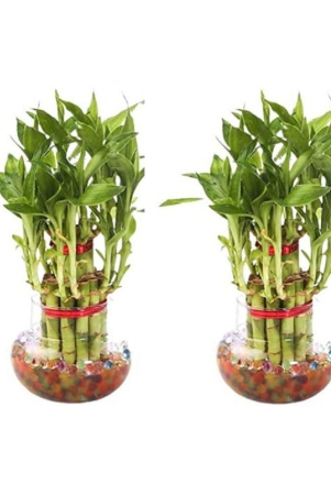 green-plant-indoor-green-wild-artificial-flowers-with-pot-pack-of-2-