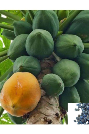 homeagro-papaya-fruit-50-seeds-