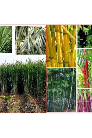 homeagro-seeds-combo-bamboo-plant-20-seeds-and-super-napier-grass-500-seed-