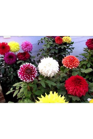 mix-color-premium-dahlia-flower-100-seeds-combo-pack-more-than-5-color-plant-seeds-with-free-gift-coco-peat-and-user-manual-for-home-gardening