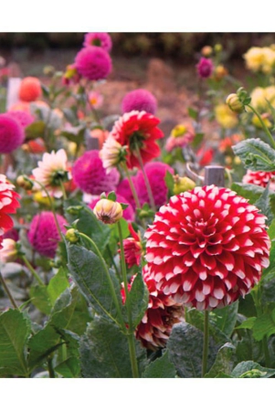 hn-organic-seed-dahlia-mixed-flower-25-seeds-