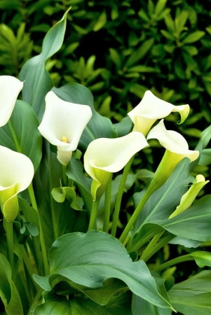 calla-lily-white-color-flower-bulb