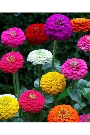 zinnia-flower-seeds-50-seeds-with-cocopeat