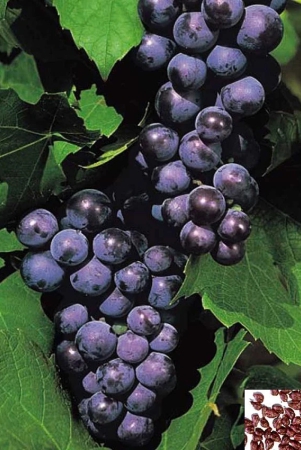 homeagro-grape-bonsai-fruit-seeds-pack-of-20