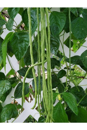 classic-green-earth-long-lobia-beans-seeds