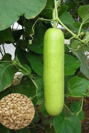 bottle-gourd-vegetable-seeds-pack-of-20-with-instruction-manual