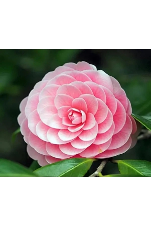 exotit-new-camelia-flowers-plant