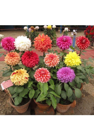 hn-organic-seed-dahlia-mixed-flower-25-seeds-