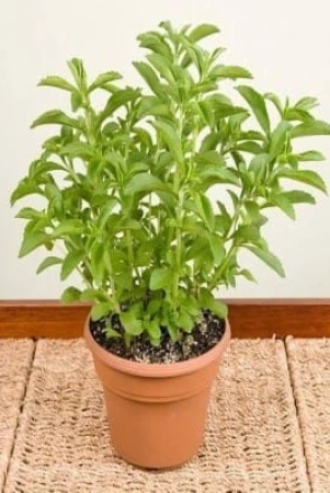 nsc-stevia-live-sapling