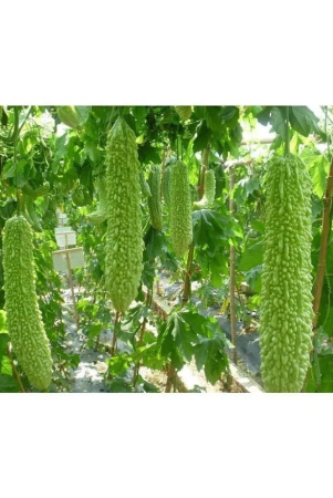 homeagro-bitter-gourd-vegetable-20-seeds-