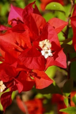 flame-red-bougainvillea-flowers-plant