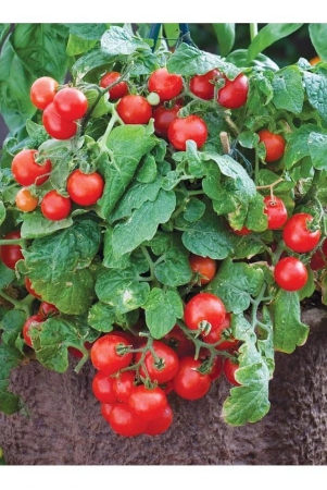 homeagro-tomato-vegetable-100-seeds-