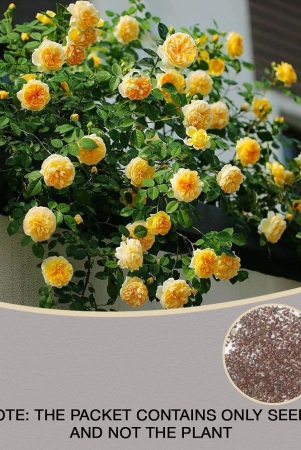 yellow-climbing-rose-seeds-perennial-flower-garden-decor-home-20-seeds