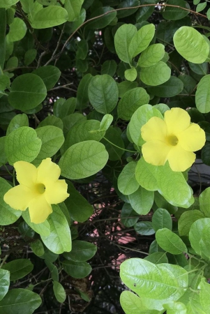 Yellow Mandevilla _Pentalinon luteum-5