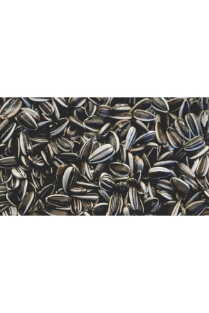 sunflower-seeds