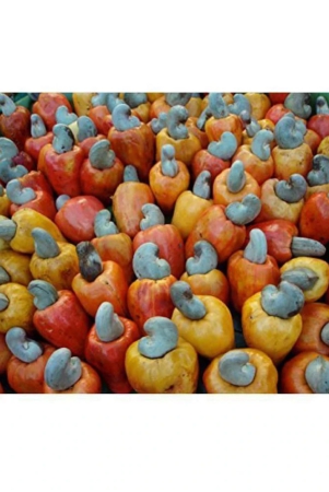 ohhsome-fruit-tree-seeds-cashew-nut-anacardium-occidentale-home-garden-pack