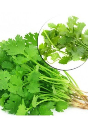 shiv-seed-coriander-dhaniya-quality-seeds-pack-of-100-premium-seeds