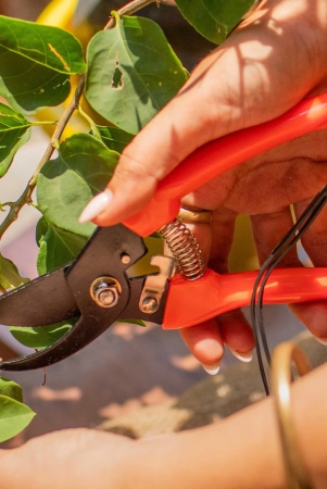 assorted-hand-pruner-cutter