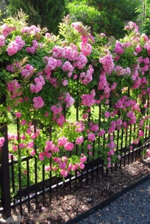 climbing-rose-plant-for-gardening