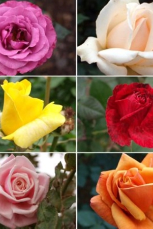 pack-of-4-different-colour-rose-plant