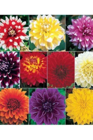 dahlia-big-flowers-seeds-pack-of-40-exotic-seeds-for-home-garden